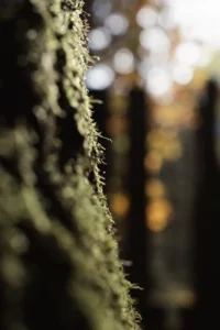 Pexels Photo 29090881 1 200x300